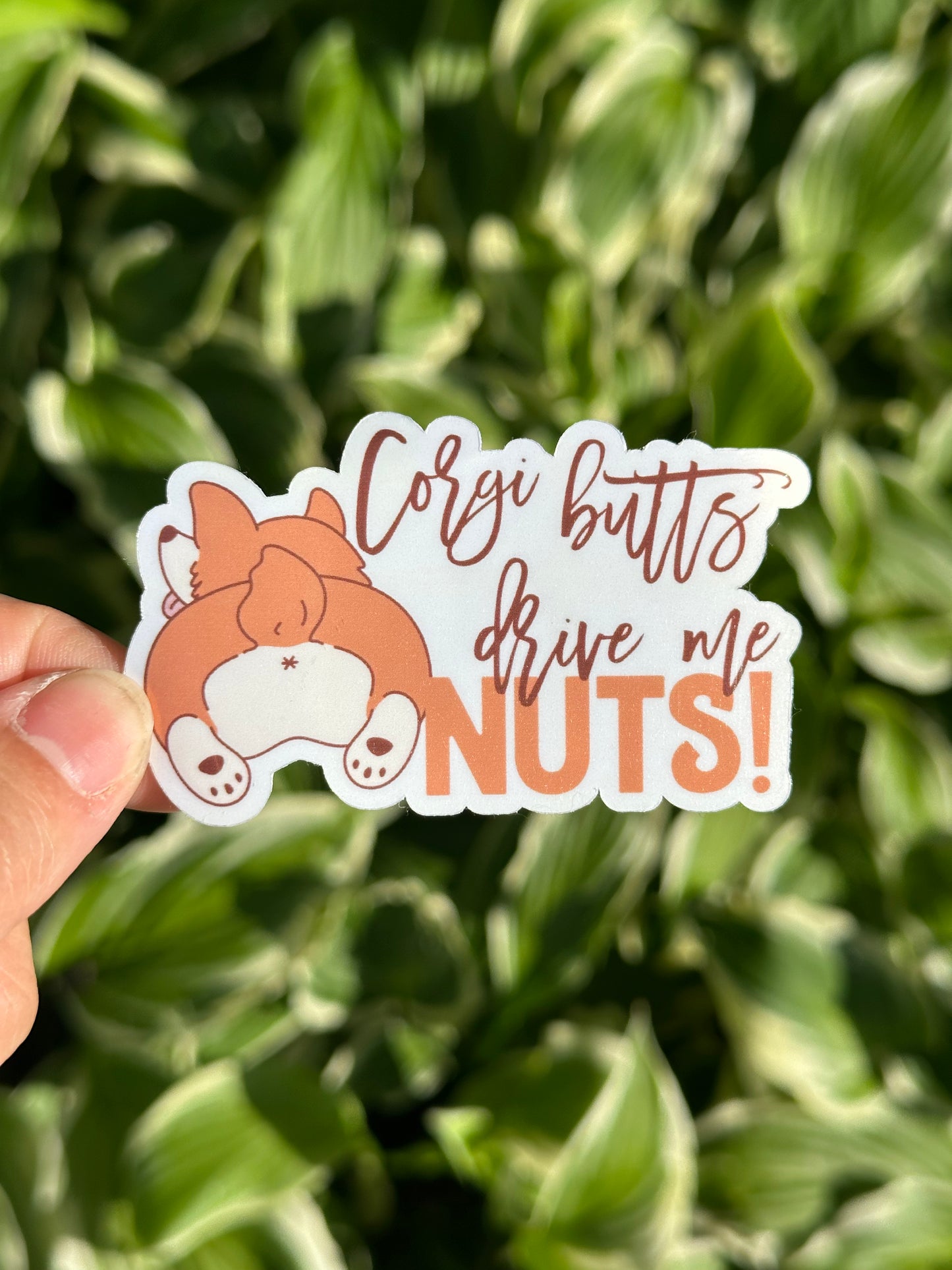 Corgi Buts Drive Me Nutts Sticker
